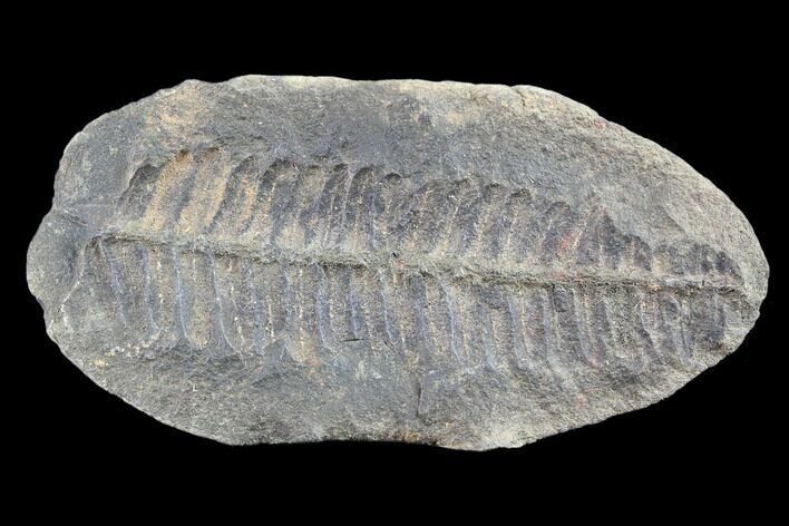 Pecopteris Fern Fossil - Mazon Creek #86326